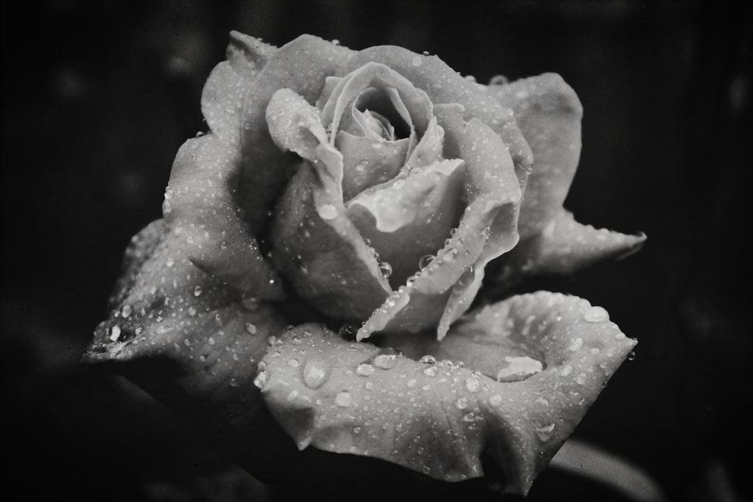 Photo romantic style